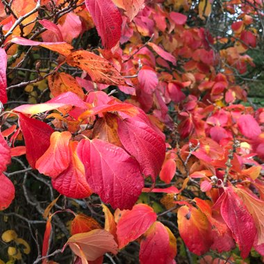 Large fothergilla