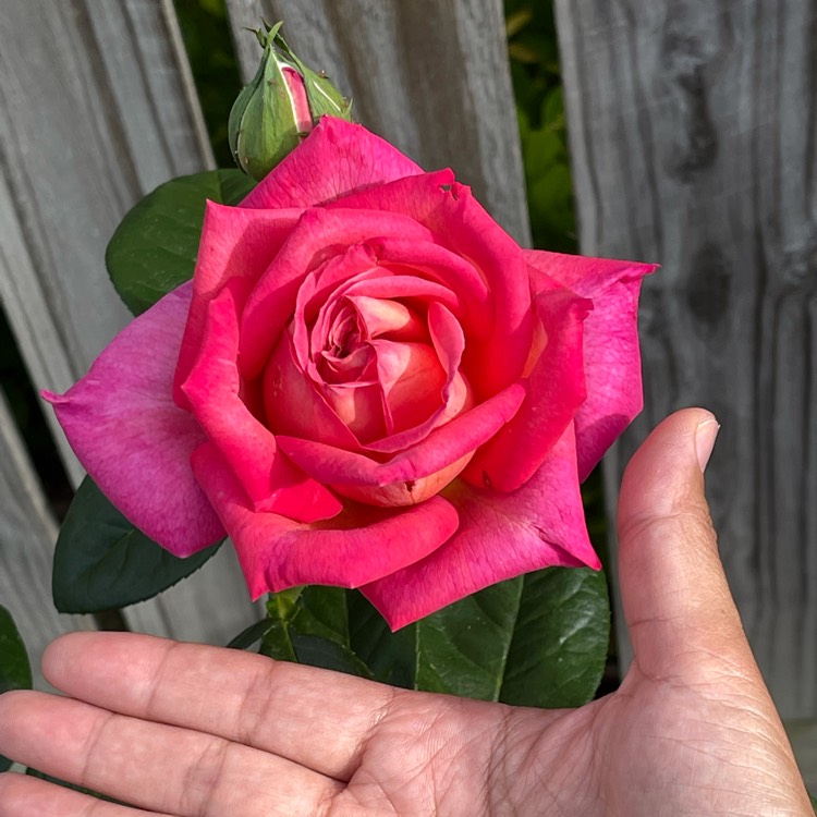 Plant image Rosa 'Chicago Peace'