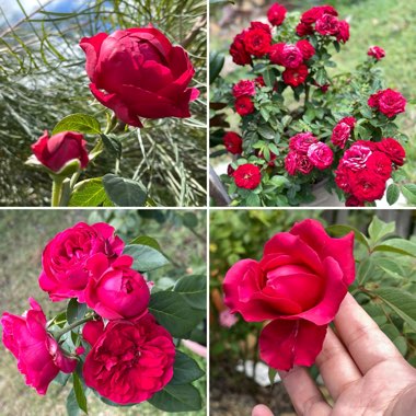 Rosa 'Meidrason' syn. Rosa 'Red Eden Rose', Rosa 'Red Eden', Rosa 'Red Pierre', Rosa 'Red Pierre de Ronsard', Rosa 'Rouge Pierre de Ronsard', Rosa 'Eric Tabarly'