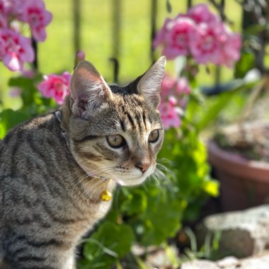 Geranium