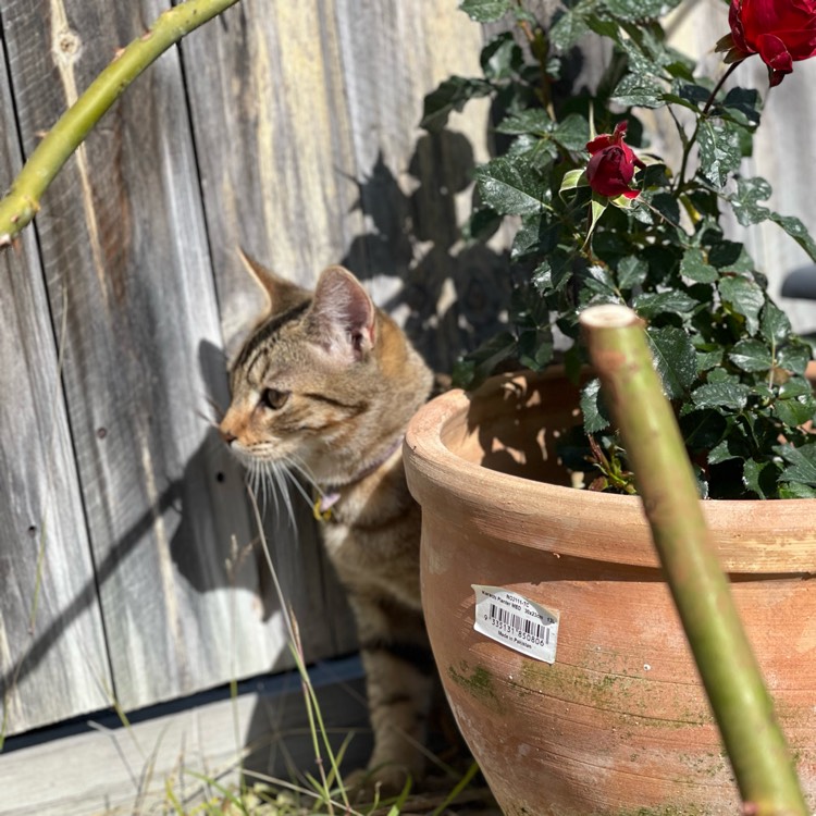 Plant image Rosa 'Desdemona'