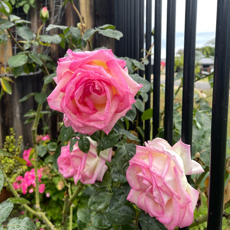 Plant image Rosa 'Meimagarmic' syn. Rosa 'Princesse de Monaco', Rosa 'Princess Of Monaco', Rosa 'Grace Kelly', Rosa 'Princess Grace', Rosa 'Princesse Grace de Monaco'