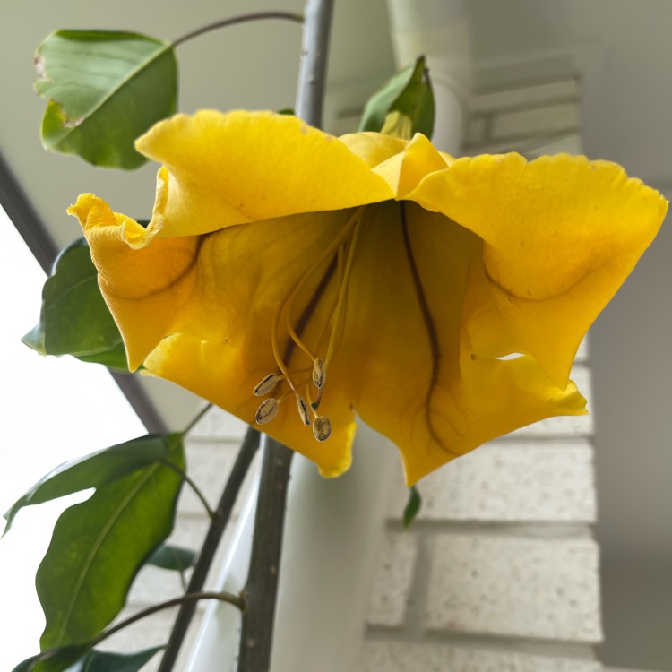 Plant image Solandra maxima