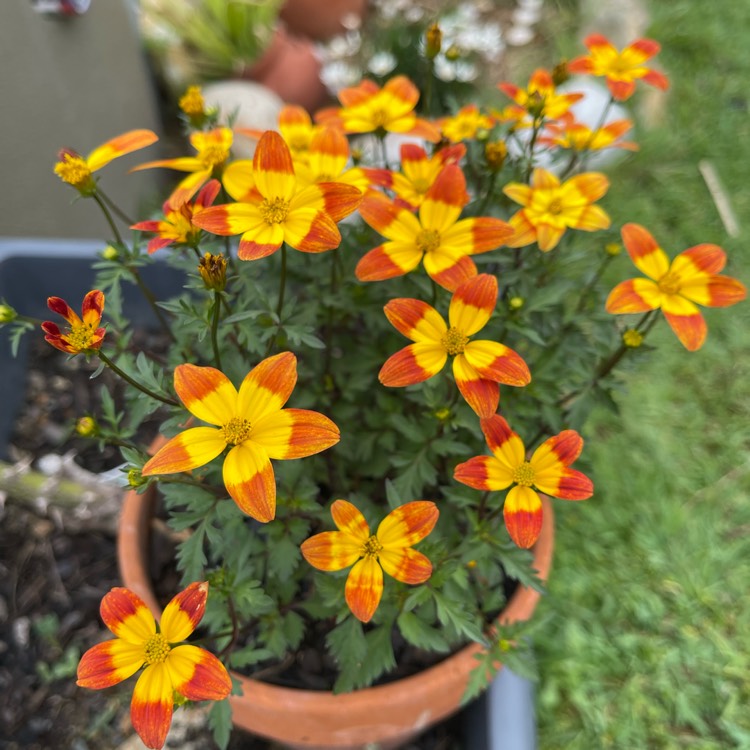 Plant image Bidens 'Bee Dance'