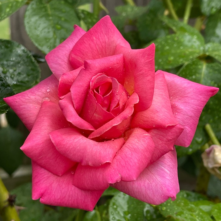 Plant image Rosa 'Chicago Peace'