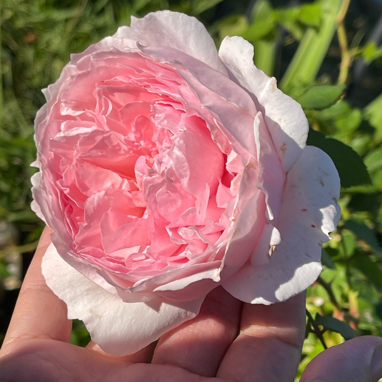 Plant image Rosa 'Ausjosiah' syn. Rosa 'The Wedgwood Rose'