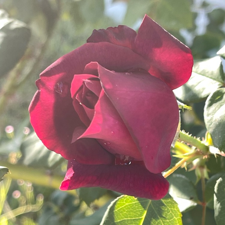 Plant image Rosa 'Gräfin Diana' syn. Rosa 'Dark Desire', Rosa 'Burgundy Panarosa', Rosa 'Comtesse Diana', Rosa 'Madame De Montespan', Rosa 'Royal Parfuma'