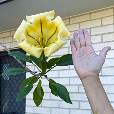 Solandra maxima