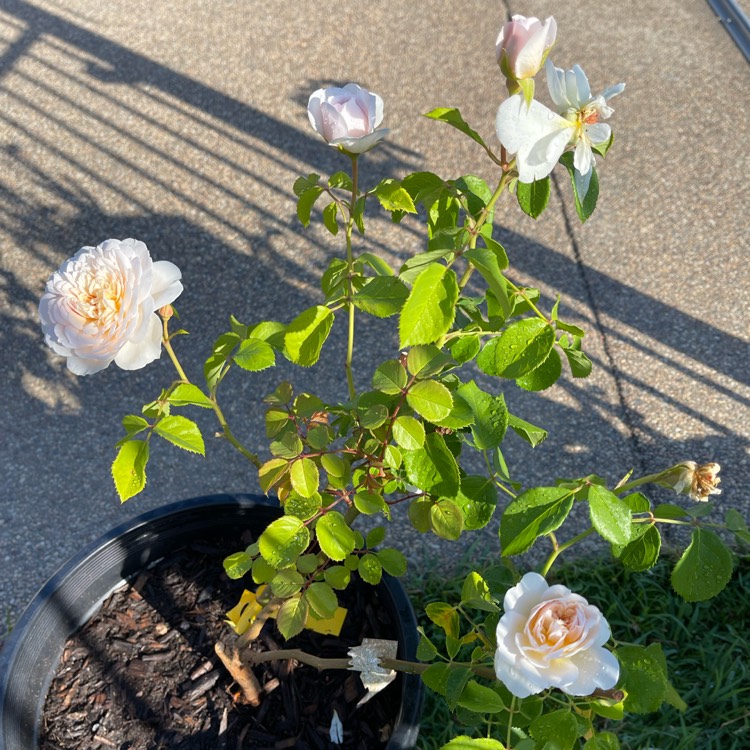 Plant image Rosa 'Ausearnshaw' syn. Rosa 'Emily Bronte'