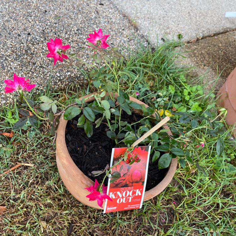 Plant image Rosa 'Radtko' syn. Rosa 'Double Knock Out'