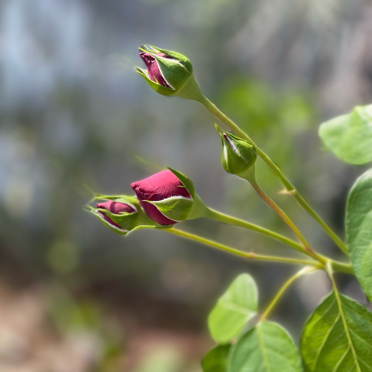 Plant image Rosa 'Meidrason' syn. Rosa 'Red Eden Rose', Rosa 'Red Eden', Rosa 'Red Pierre', Rosa 'Red Pierre de Ronsard', Rosa 'Rouge Pierre de Ronsard', Rosa 'Eric Tabarly'