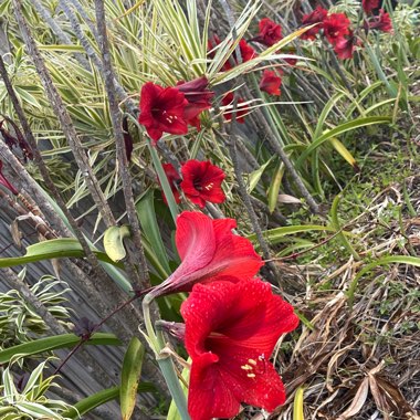 Hippeastrum (Amaryllis)