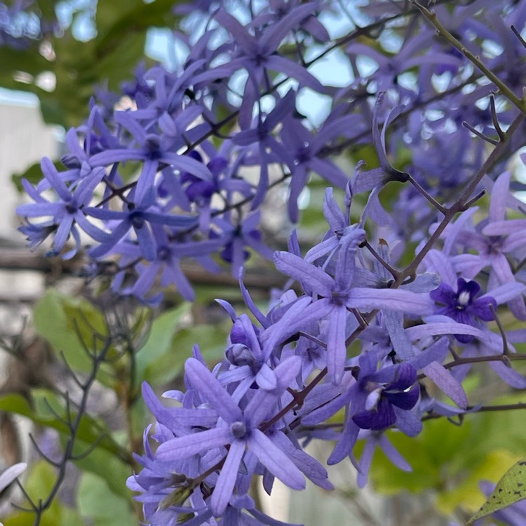 Plant image Petrea volubilis