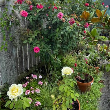 Rose 'Elina' (Hybrid Tea)