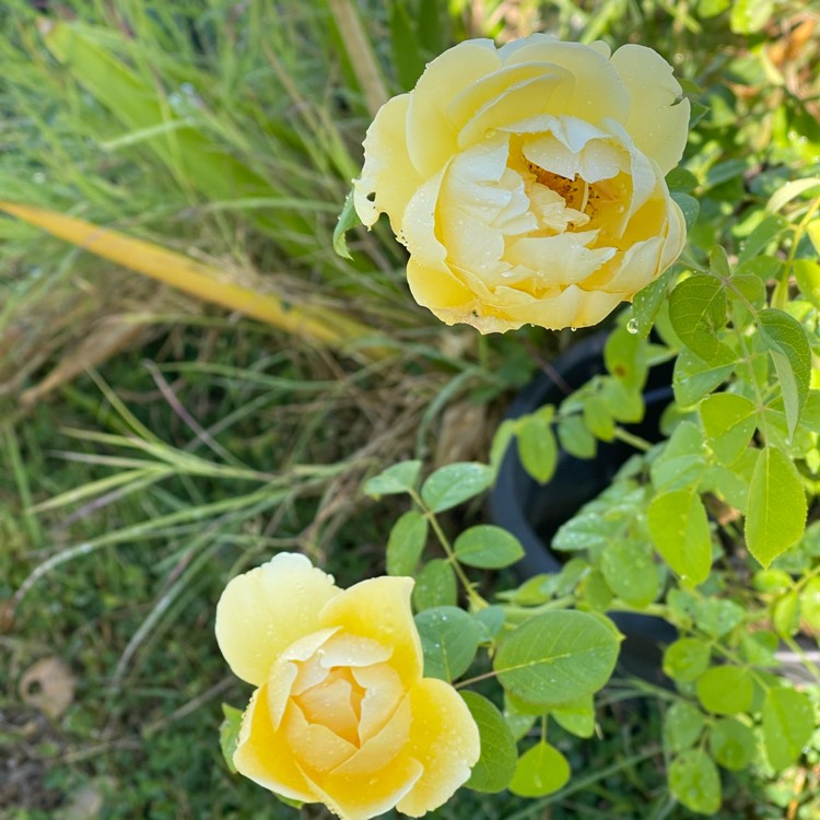 plant image 1733046 plant image 1733046