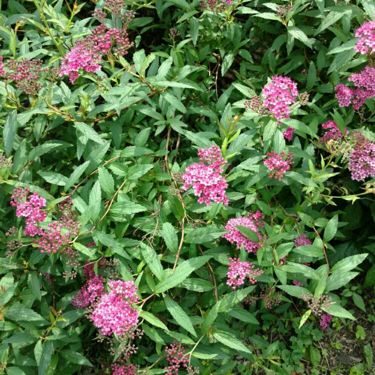 Plant image Spiraea japonica 'Shirobana'