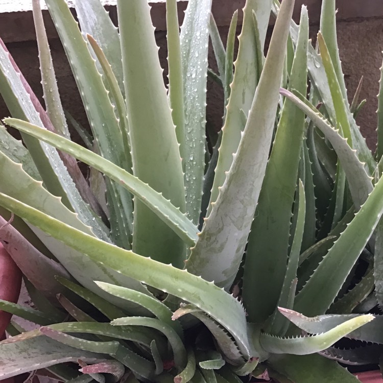 Plant image Aloe vera var. chinensis