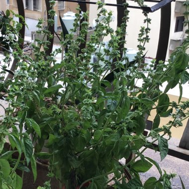 Malabar Spinach