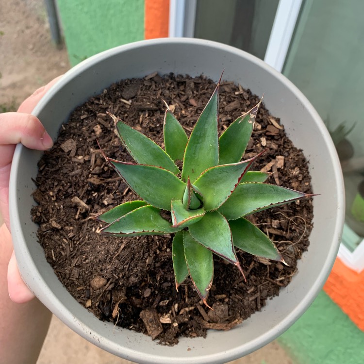 Plant image Agave 'Blue Glow'