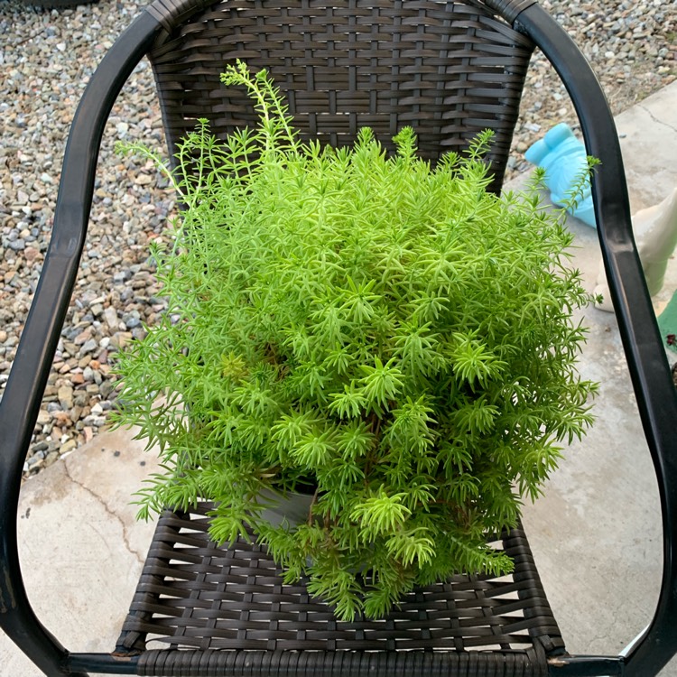 Plant image Sedum Mexicanum 'Lemon Ball'