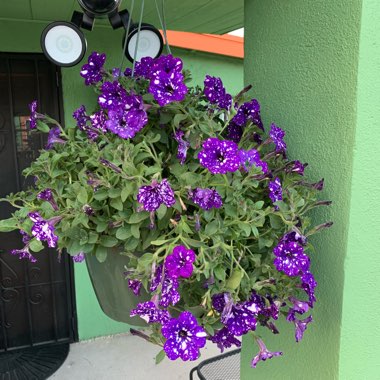 Petunia 'Kleph15313' syn. Petunia 'Night Sky', Petunia 'Headliner Night Sky'