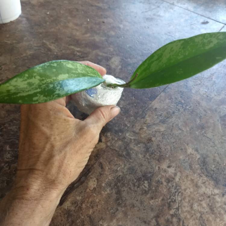 Plant image Hoya pubicalyx 'Pink Silver'