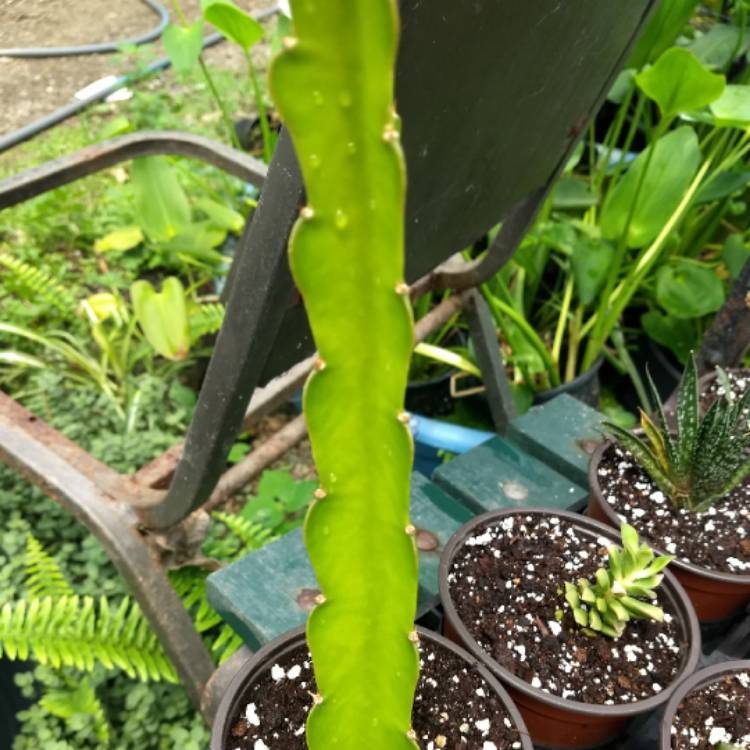 Plant image Hylocereus megalanthus