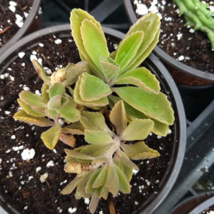 Plant image Coleus neochilus 'Mike's Fuzzy Wuzzy' syn. Plectranthus neochilus 'Mike's Fuzzy Wuzzy'