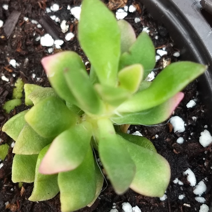 Plant image Anacampseros rufescens 'Sunrise' variegated