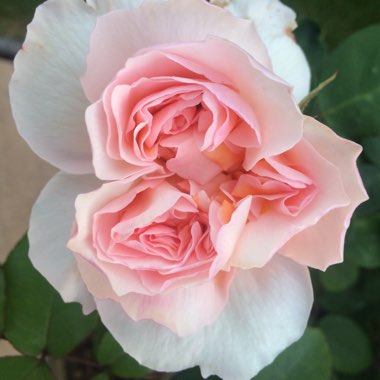 Rose 'The Lady Gardener' (Shrub)