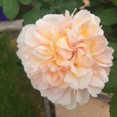 Rose 'The Lady Gardener' (Shrub)