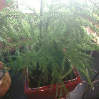 Norfolk Island Pine