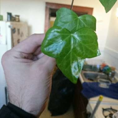 Hedera