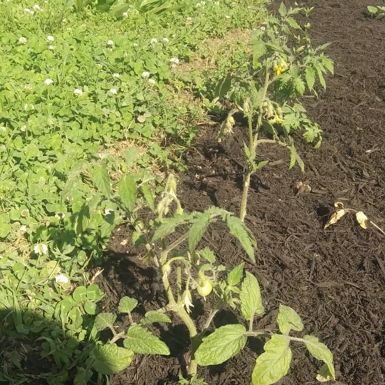 Plant image Solanum lycopersicum 'Roma'