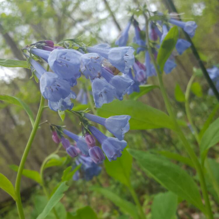 Plant image Mertensia virginica syn. Mertensia pulmonarioides