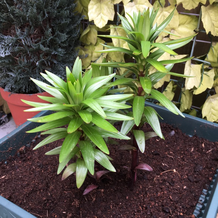 Plant image Lilium 'Bright Joy'