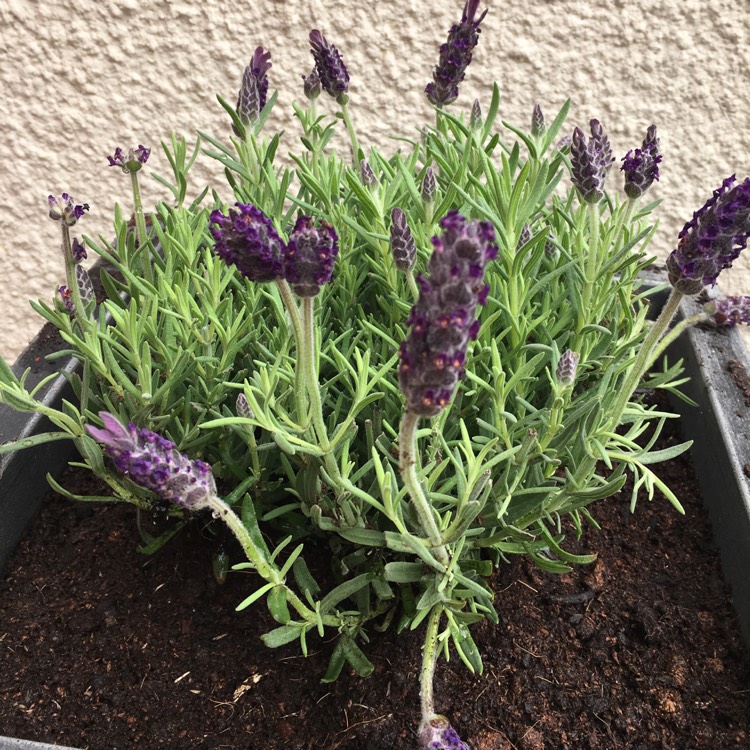 Plant image Lavandula stoechas 'Anouk' (Anouk Series)