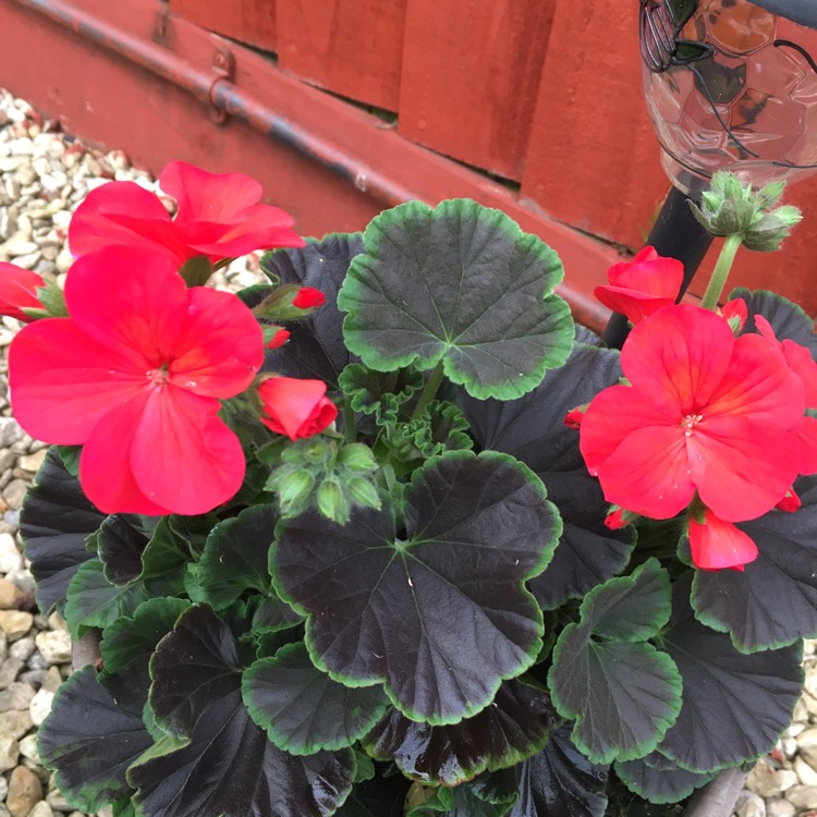 Plant image Pelargonium 'Regrebe' (Aristo Series) syn. Pelargonium 'Aristo Red Beauty'