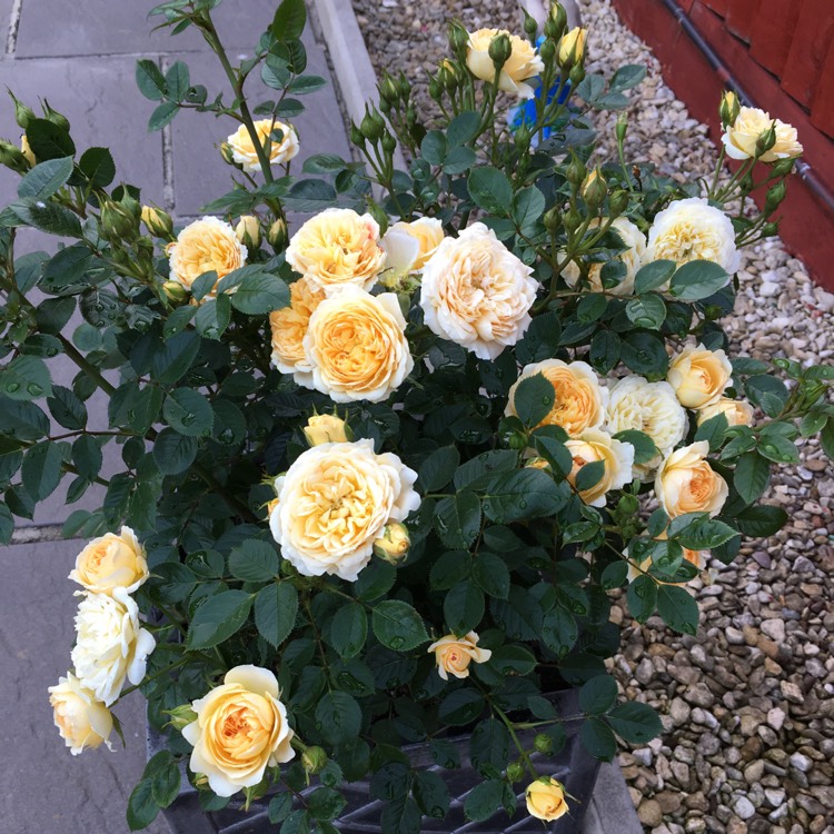 Plant image Rosa 'Yellow Dream'