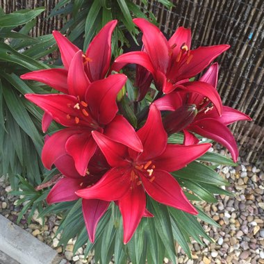 Lilium 'Red Alert'