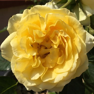 Rosa 'Arthur Bell'