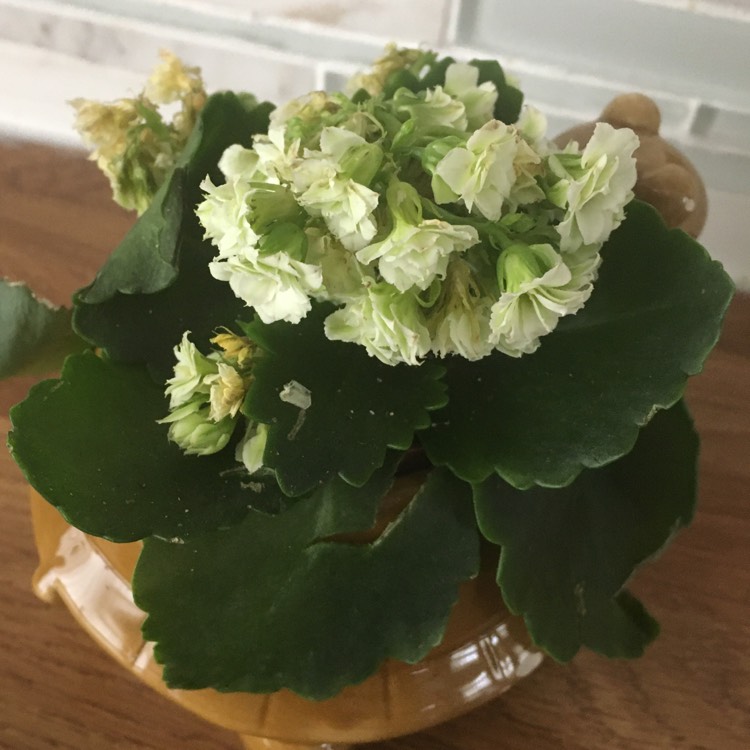 Plant image Kalanchoe x lokarana