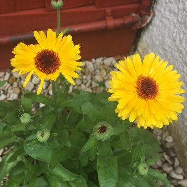 Pot Marigold