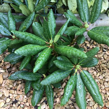 Rhododendron 'Roseum Elegans'