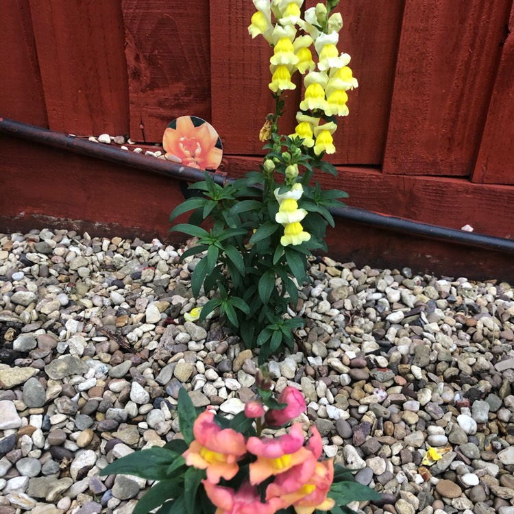 plant image 1407109