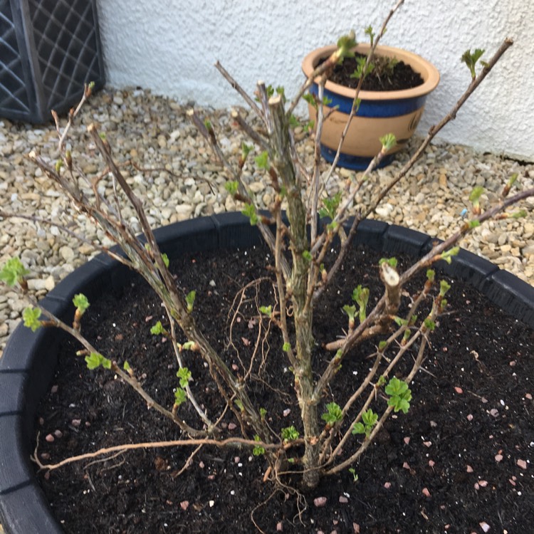 Plant image Ribes uva-crispa 'Hinnonmaki Grun'