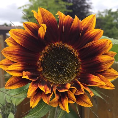 Sunflower 'Evening Sun'