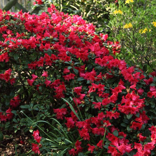 Plant image Rhododendron repens 'Bengal'