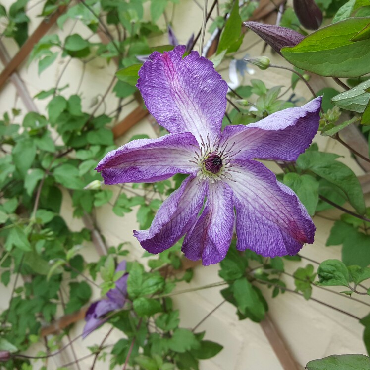 Plant image Clematis 'Super Nova'