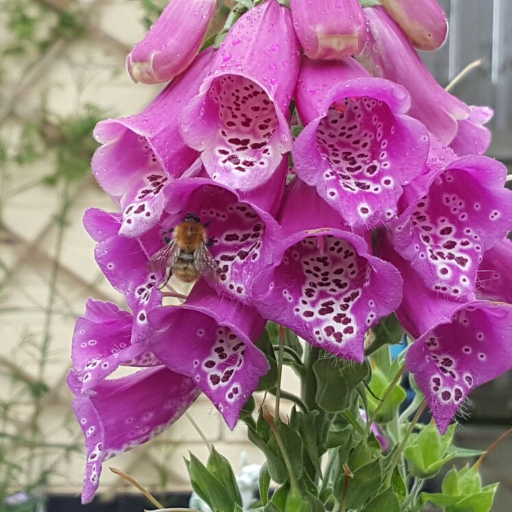 Foxglove